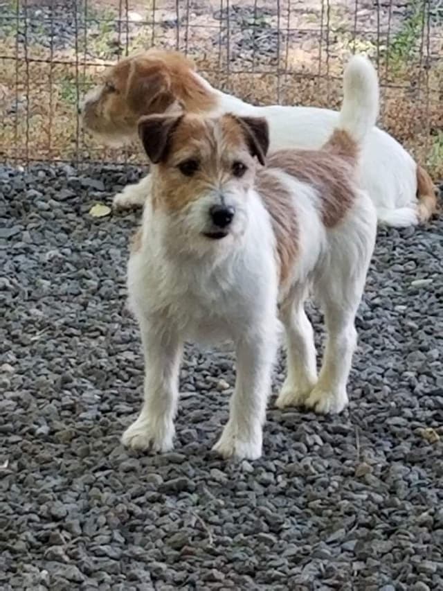 Russell Terrier Puppies media 4