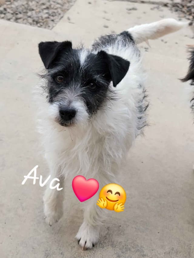 Russell Terrier Puppies media 5