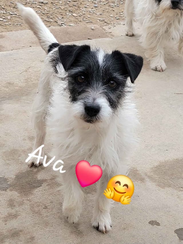 Russell Terrier Puppies media 6