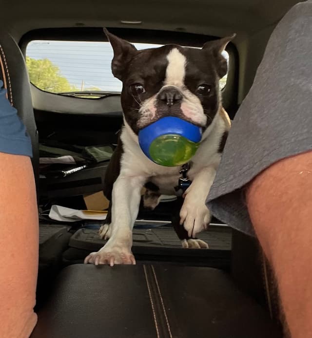 Boston Terrier Puppies media 3