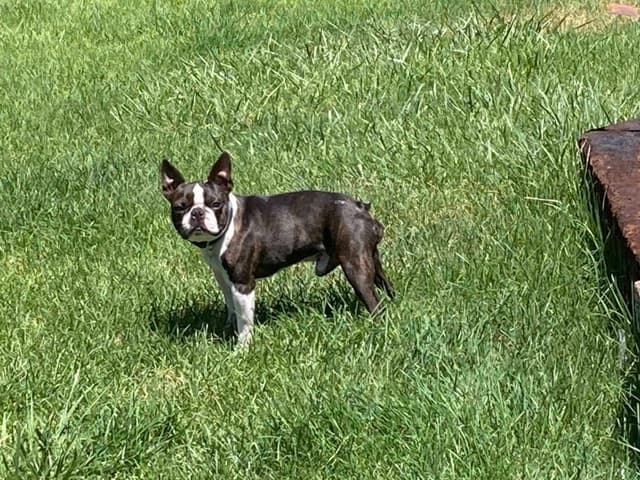Boston Terrier Puppies media 6