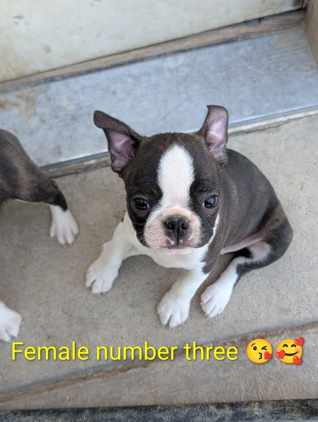 Boston Terrier Puppies media 11