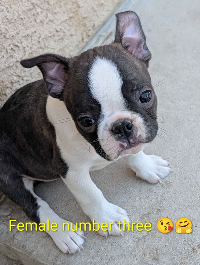 Boston Terrier Puppies media 13