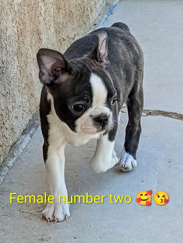 Boston Terrier Puppies media 17