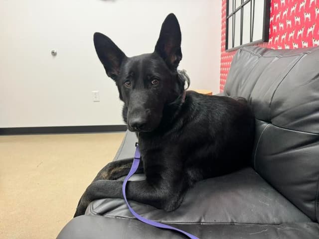German Shepherd Puppies from Liberty Shepherds in Texas media 2