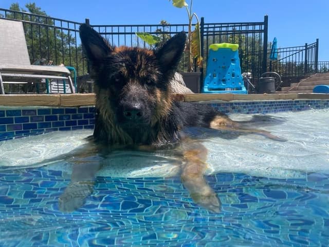 German Shepherd Puppies from Liberty Shepherds in Texas media 3