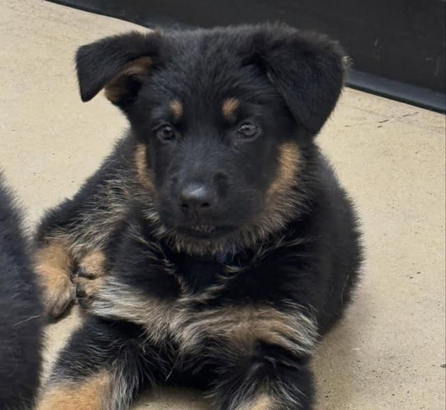 German Shepherd Puppies from Liberty Shepherds in Texas media 4
