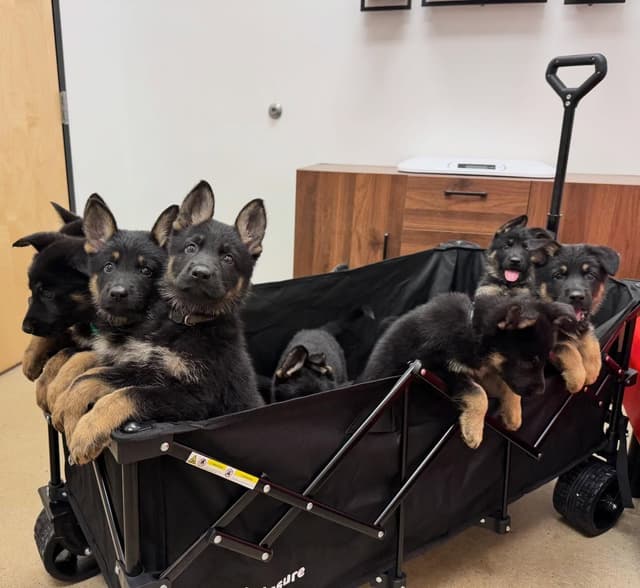 German Shepherd Puppies from Liberty Shepherds in Texas media 6