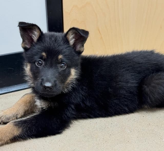 German Shepherd Puppies from Liberty Shepherds in Texas media 5