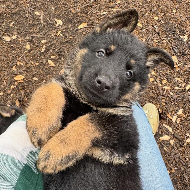 German Shepherd Puppies from Liberty Shepherds in Texas media 8