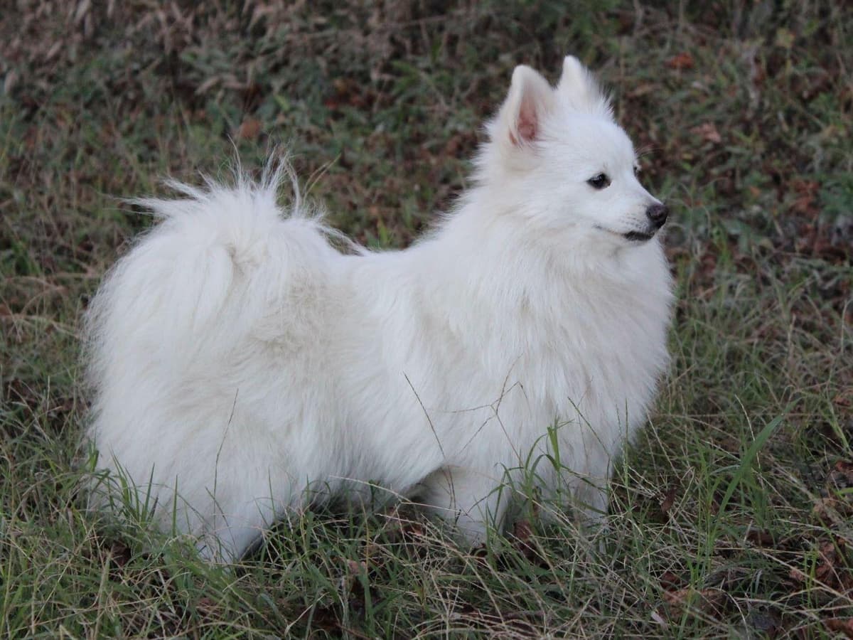 German Spitz Puppies Available in June/July 2026 breeder image 12