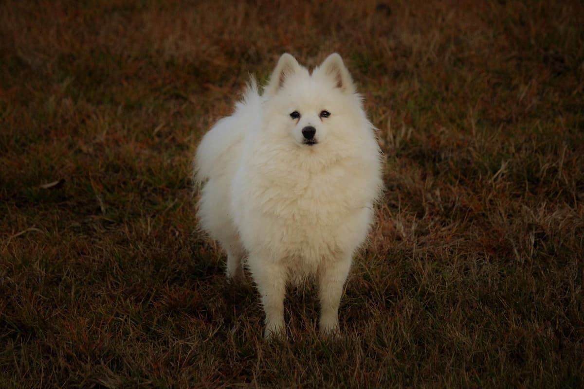 German Spitz Puppies Available in June/July 2026 breeder image 11
