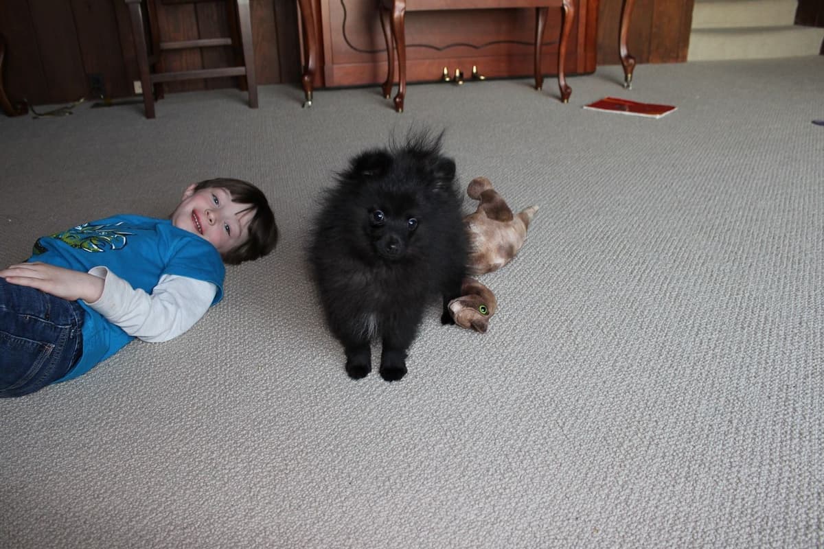 German Spitz Puppies Available in June/July 2026 breeder image 5