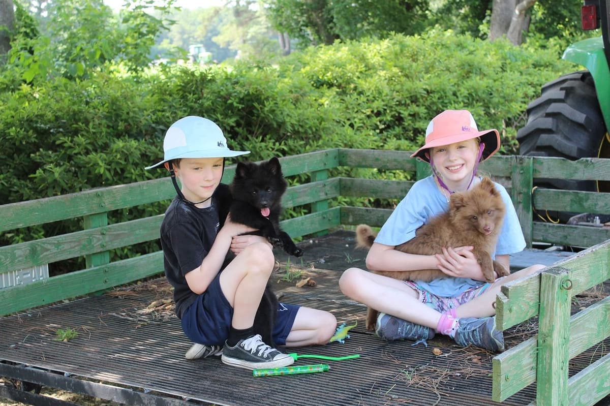 German Spitz Puppies Available in June/July 2026 breeder image 9