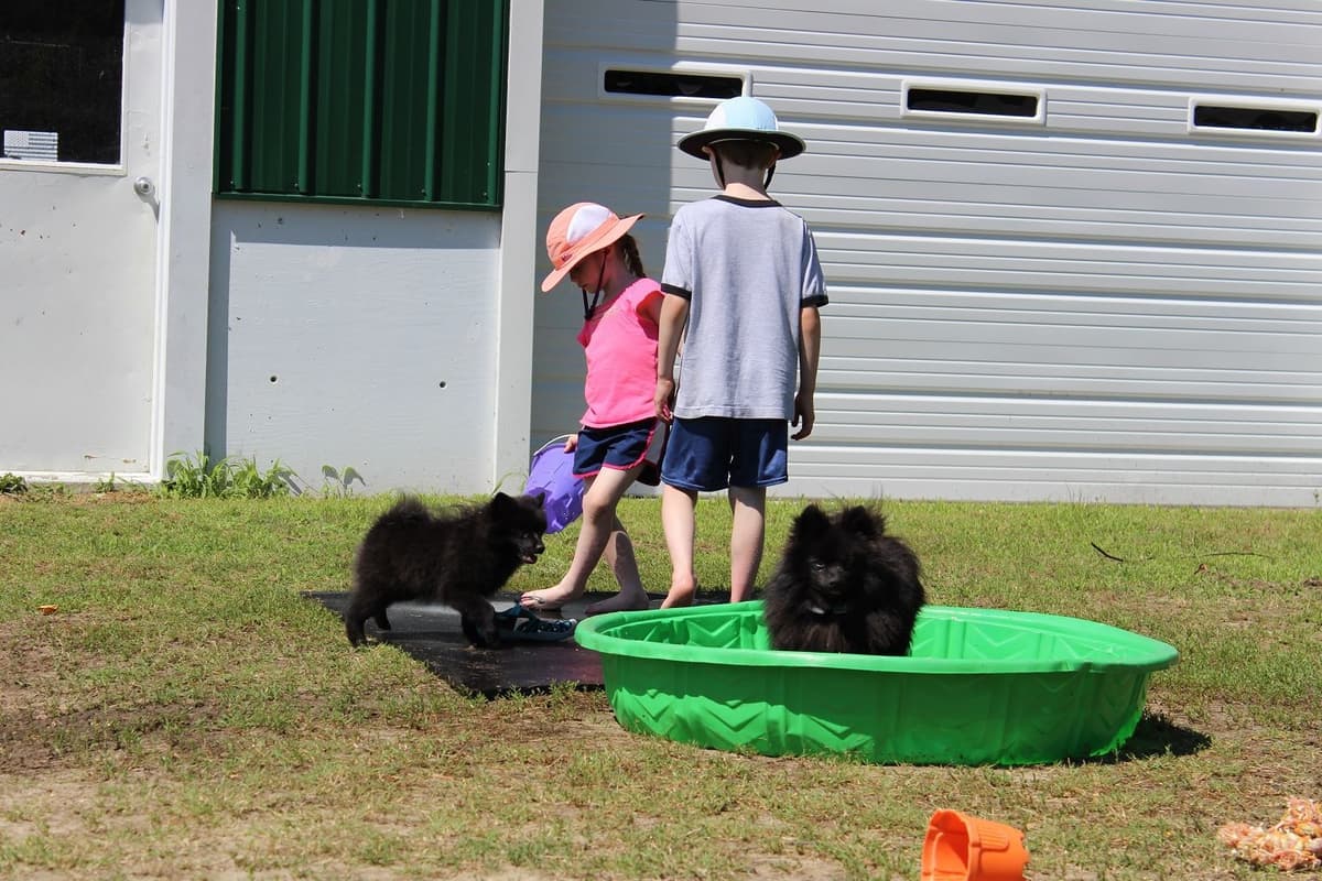 German Spitz Puppies Available in June/July 2026 breeder image 8
