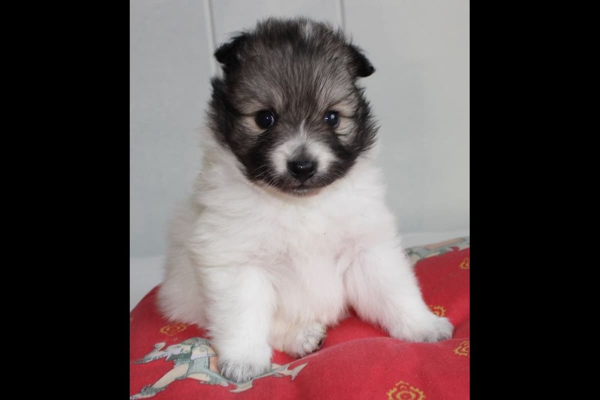 German Spitz Puppies Available in June/July 2026 breeder image 7