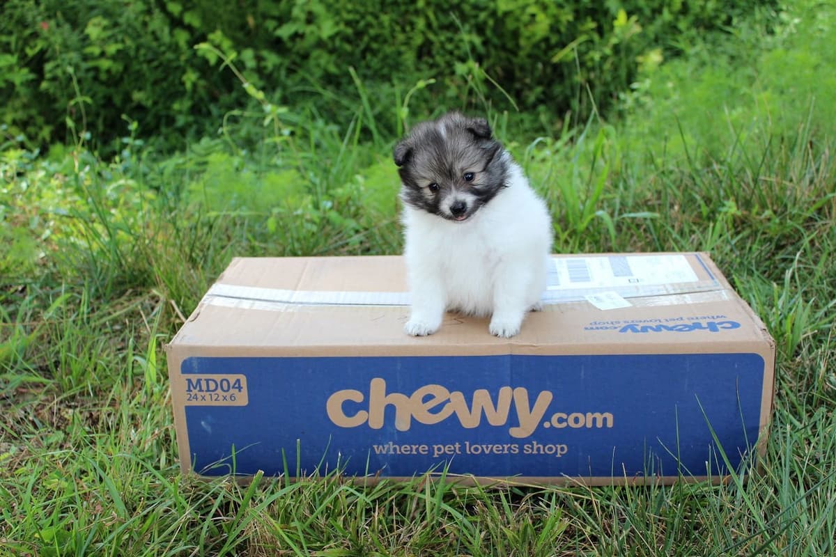 German Spitz Puppies Available in June/July 2026 breeder image 4