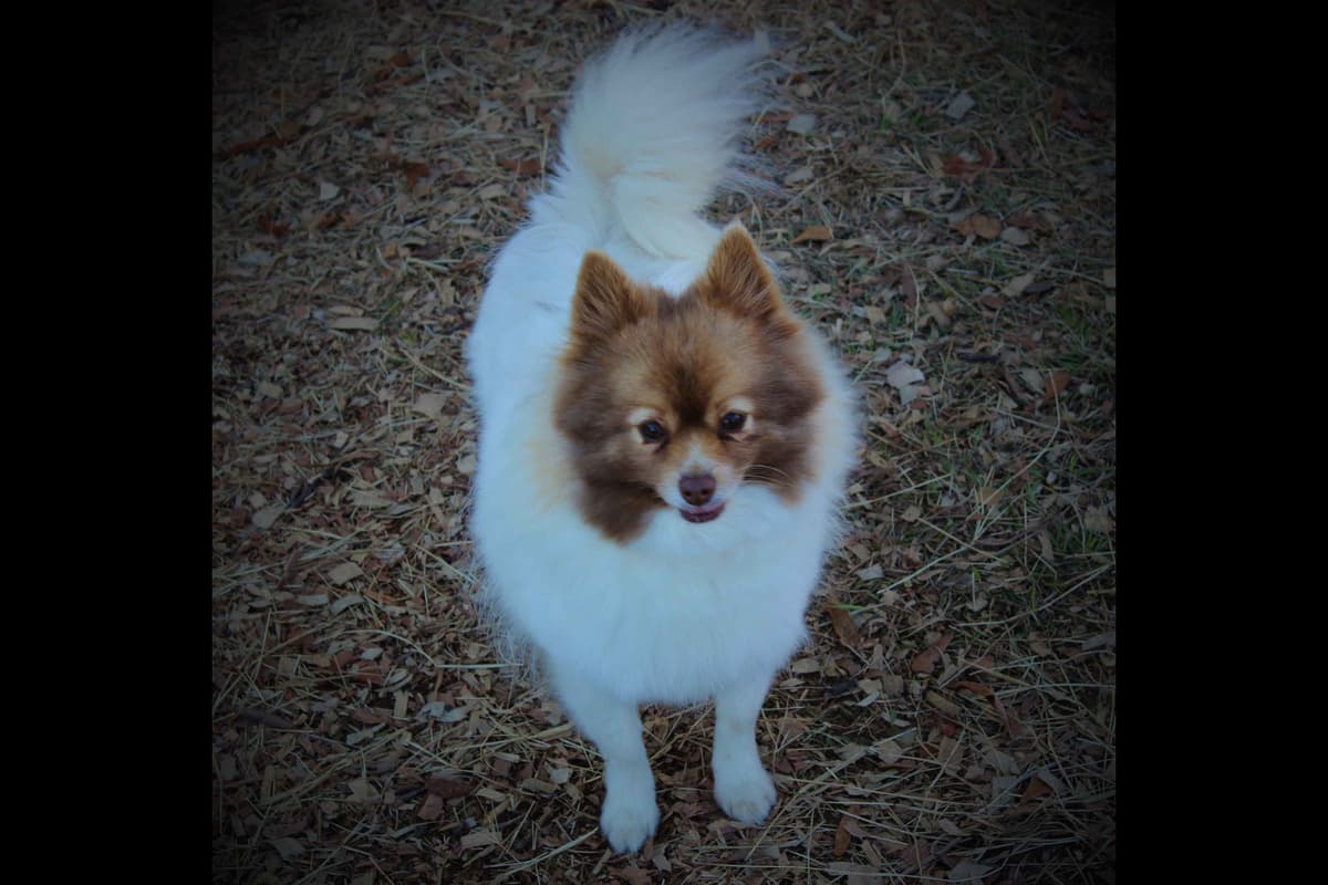 German Spitz Puppies Available in June/July 2026 breeder image 14