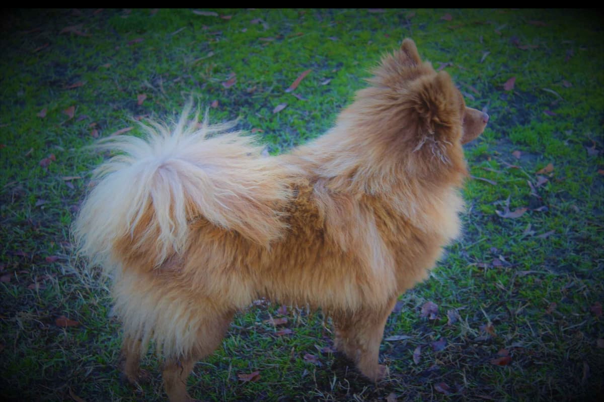 German Spitz Puppies Available in June/July 2026 breeder image 15