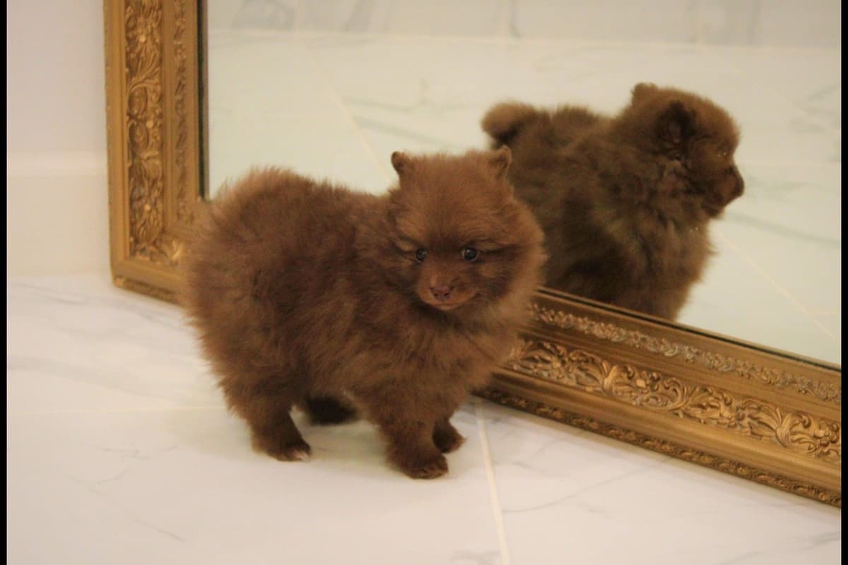 German Spitz Puppies Available in June/July 2026 breeder image 3