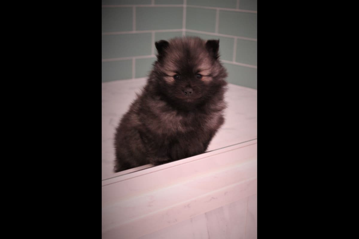 German Spitz Puppies Available in June/July 2026 breeder image 2