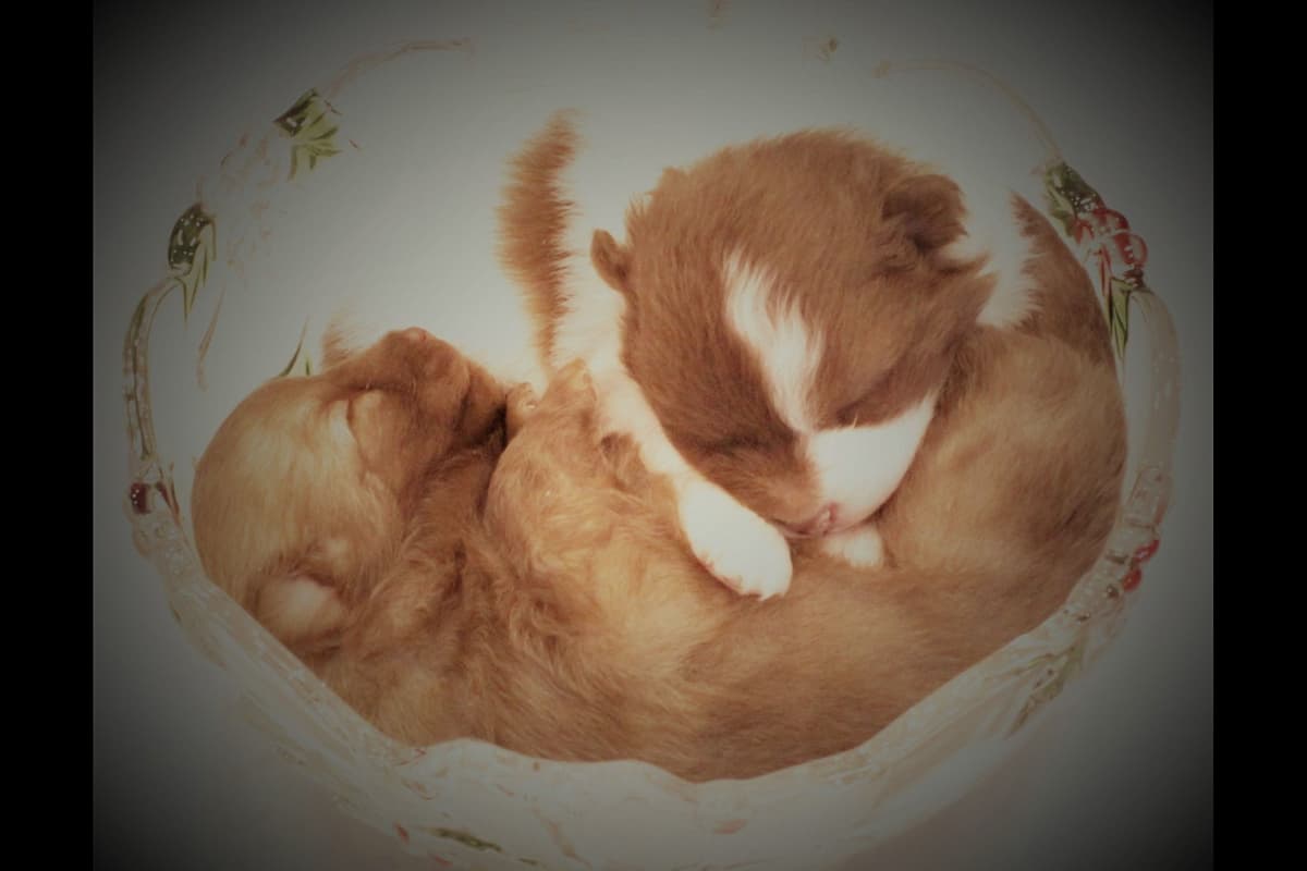 German Spitz Puppies Available in June/July 2026 breeder image 16