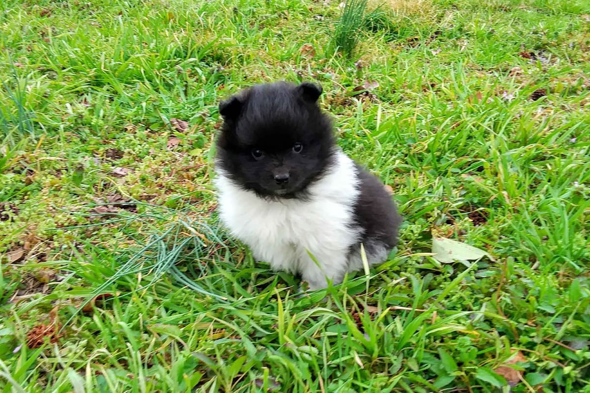 German Spitz Puppies Available in June/July 2026 breeder image 17