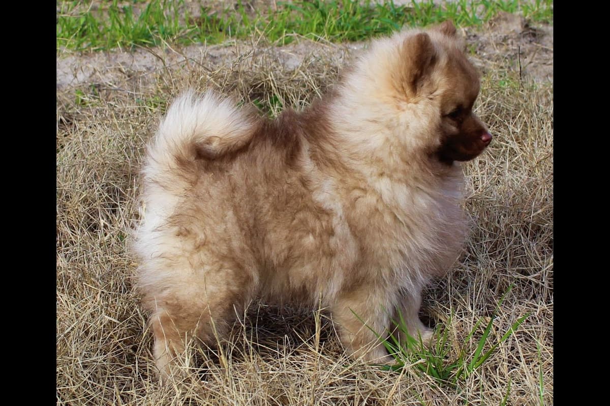 German Spitz Puppies Available in June/July 2026 breeder image 19