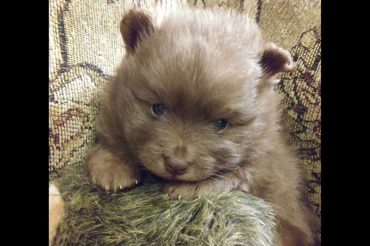 German Spitz Puppies Available in June/July 2026 breeder image 20