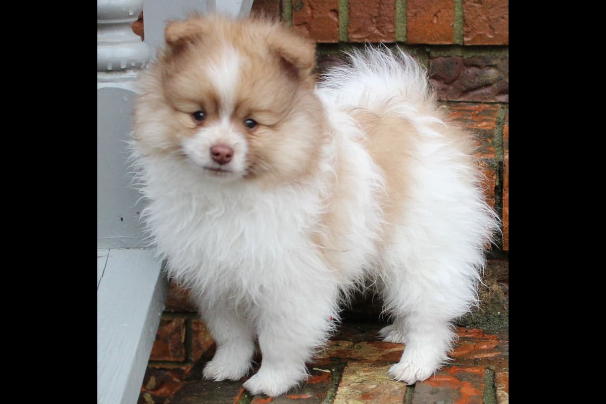 German Spitz Puppies Available in June/July 2026 breeder image 27