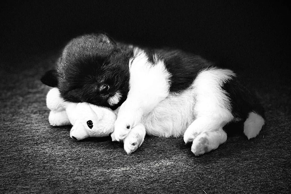 German Spitz Puppies Available in June/July 2026 breeder image 1