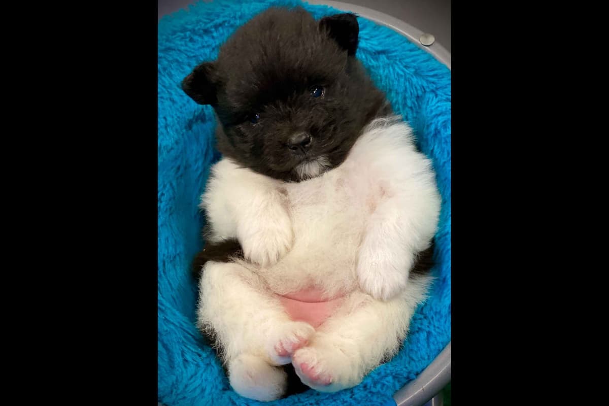 German Spitz Puppies Available in June/July 2026 breeder image 28