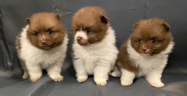 German Spitz Puppies Available in June/July 2026 media 4