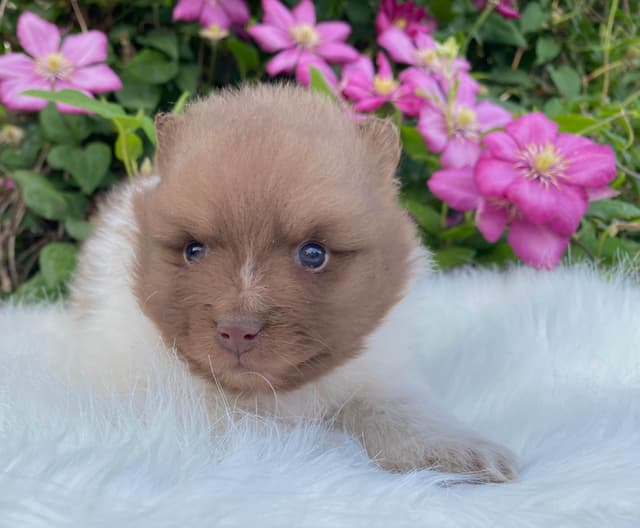 German Spitz Puppies Available in June/July 2026 media 5