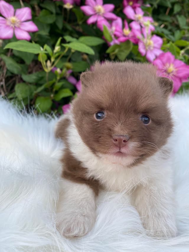 German Spitz Puppies Available in June/July 2026 media 6