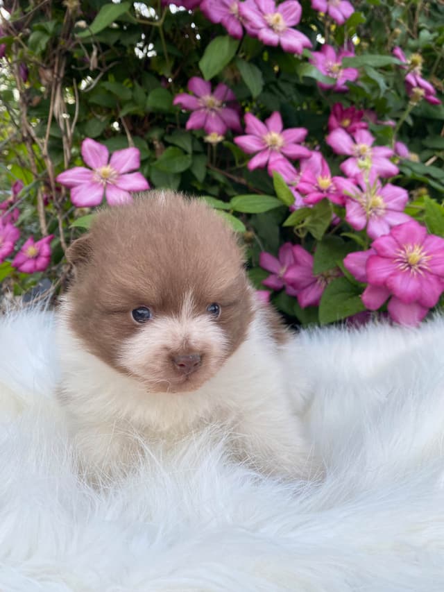 German Spitz Puppies Available in June/July 2026 media 8