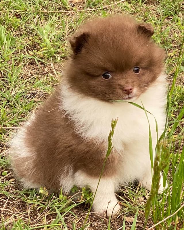 German Spitz Puppies Available in June/July 2026 media 2