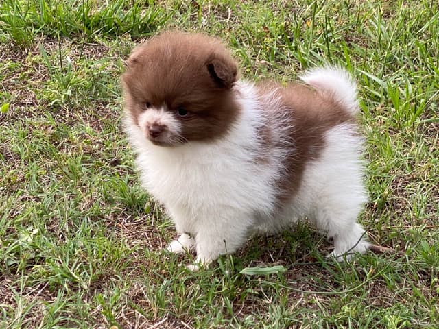 German Spitz Puppies Available in June/July 2026 media 9