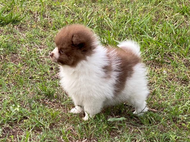 German Spitz Puppies Available in June/July 2026 media 3