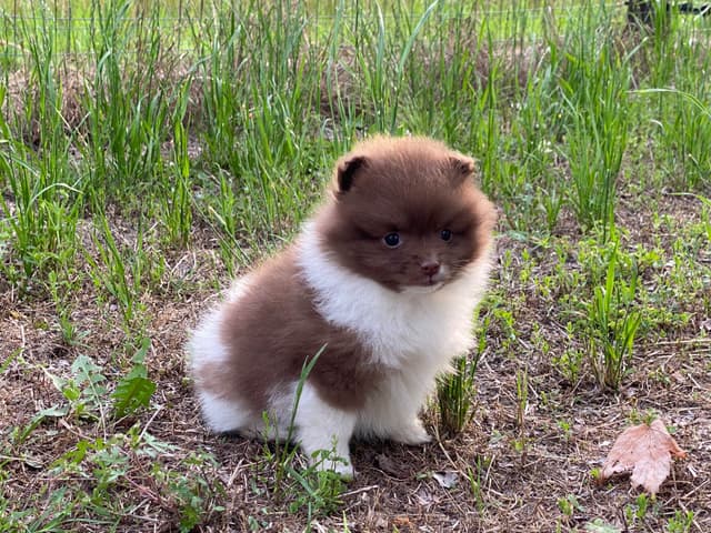 German Spitz Puppies Available in June/July 2026 media 7