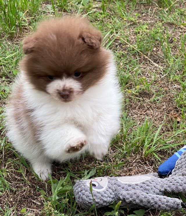 German Spitz Puppies Available in June/July 2026 media 11