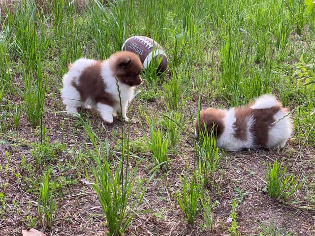 German Spitz Puppies Available in June/July 2026 media 10