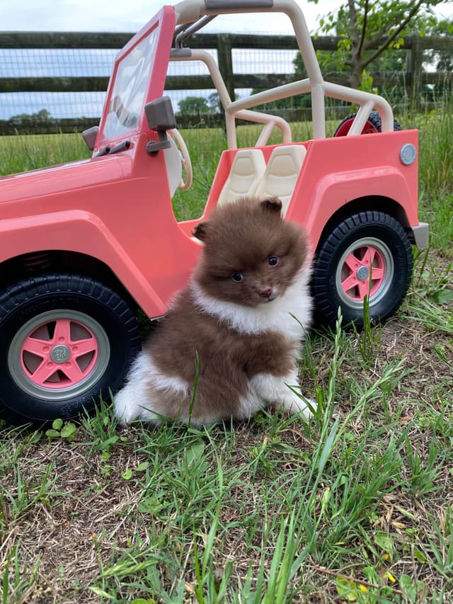 German Spitz Puppies Available in June/July 2026 media 12