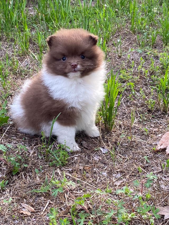 German Spitz Puppies Available in June/July 2026 media 16