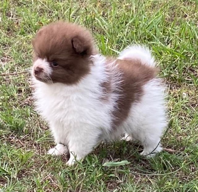 German Spitz Puppies Available in June/July 2026 media 13