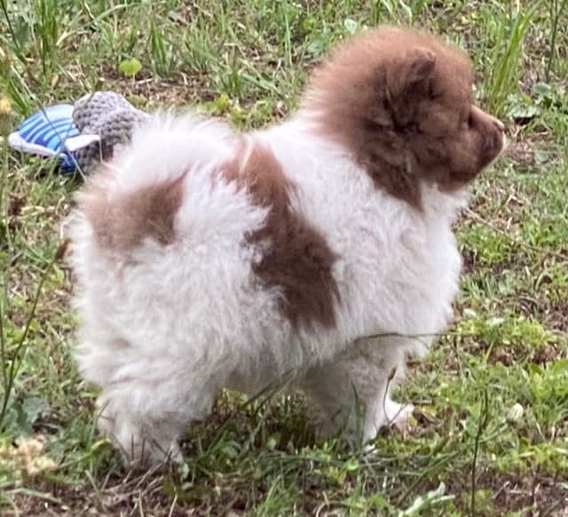 German Spitz Puppies Available in June/July 2026 media 14