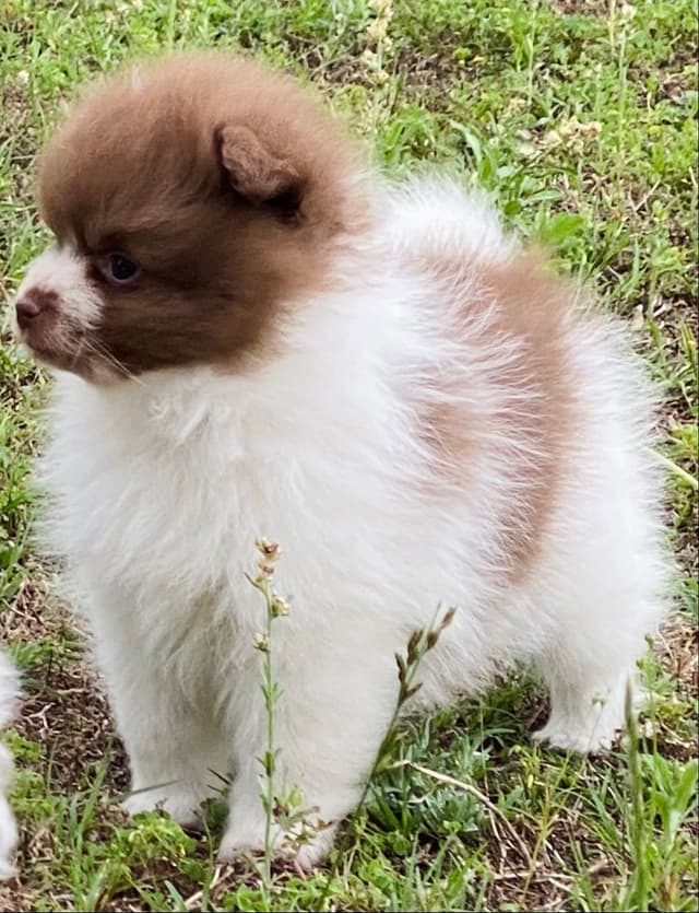 German Spitz Puppies Available in June/July 2026 media 15