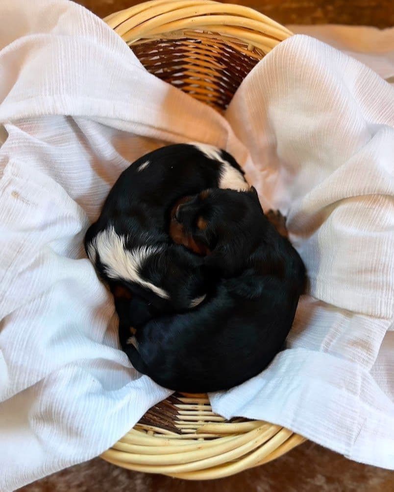 Cavalier King Charles Spaniel Puppies breeder image 1