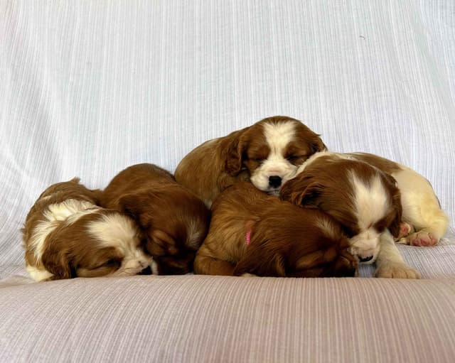 Cavalier King Charles Spaniel Puppies media 2