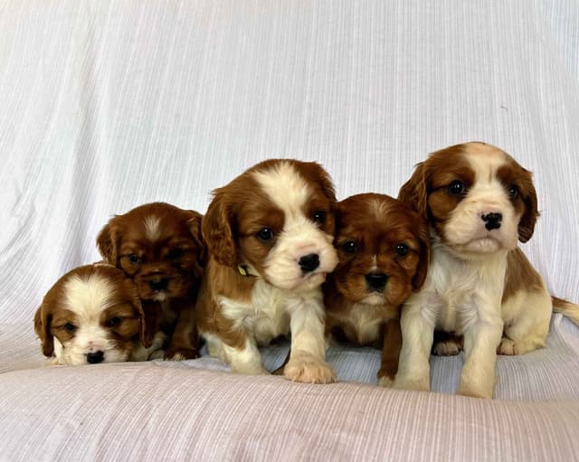 Cavalier King Charles Spaniel Puppies media 3